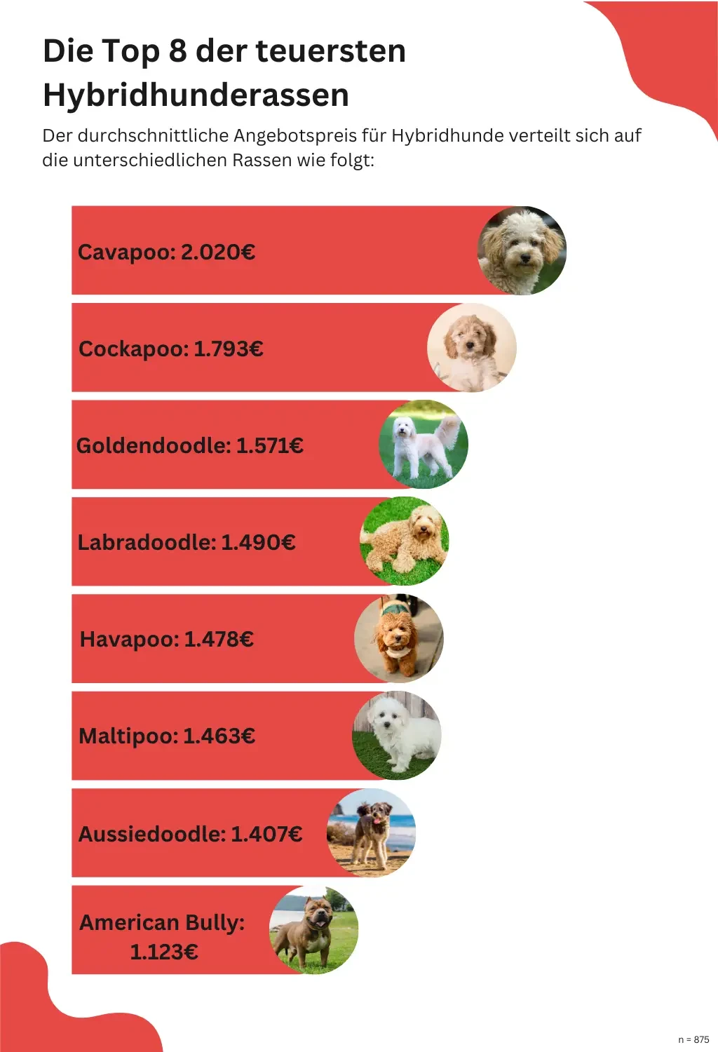 Top 8 der teuersten Hybridhunderassen