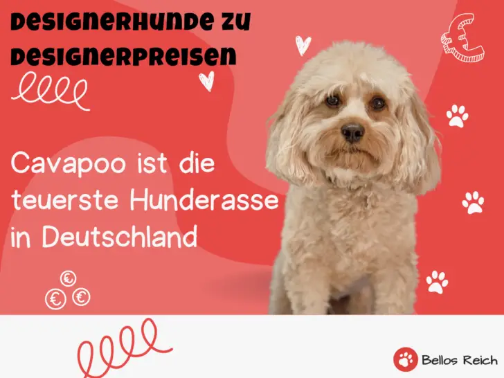 Cavapoo ist die teuerste Hunderasse auf deutschen Online-Tiermarktplätzen [Studie|Statistik|Daten|2023]