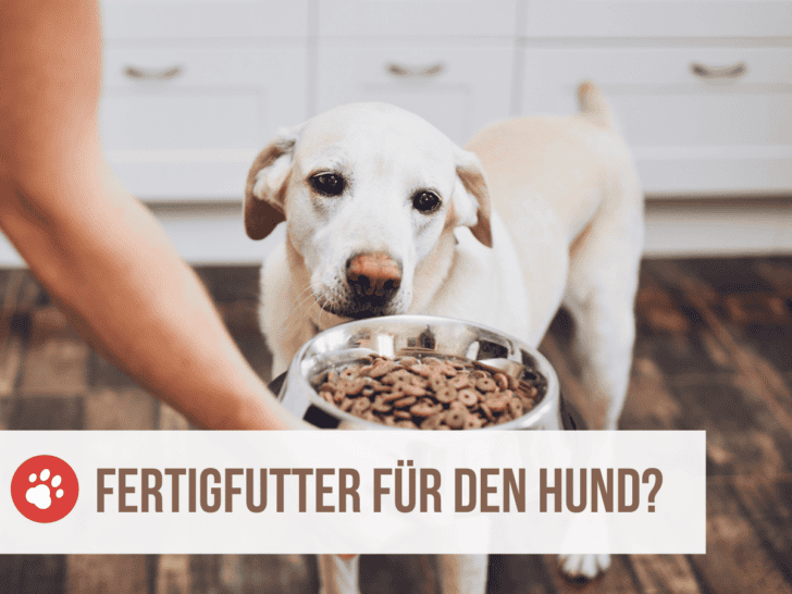 Die Auswirkungen von Fertigfutter auf die Gesundheit deines Hundes: Pfoten weg vom Fast Food!