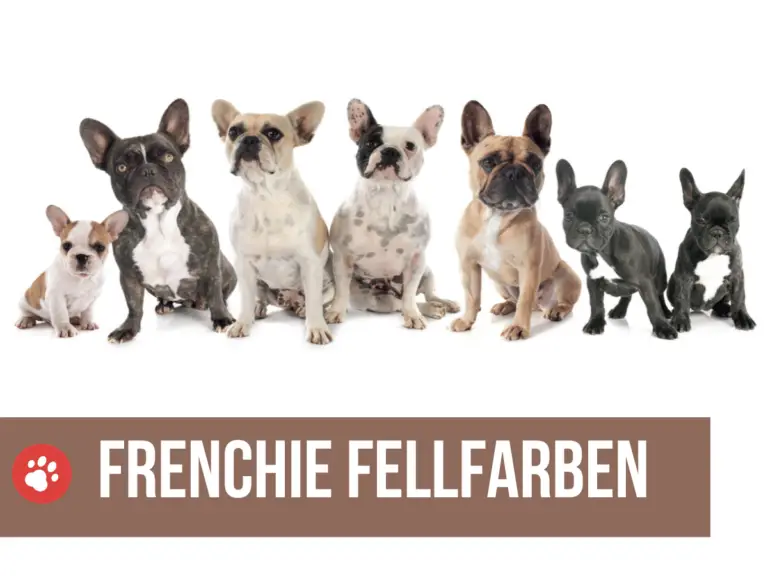 Französische Bulldogge Farben: Alle Fellfarben [+Bilder]
