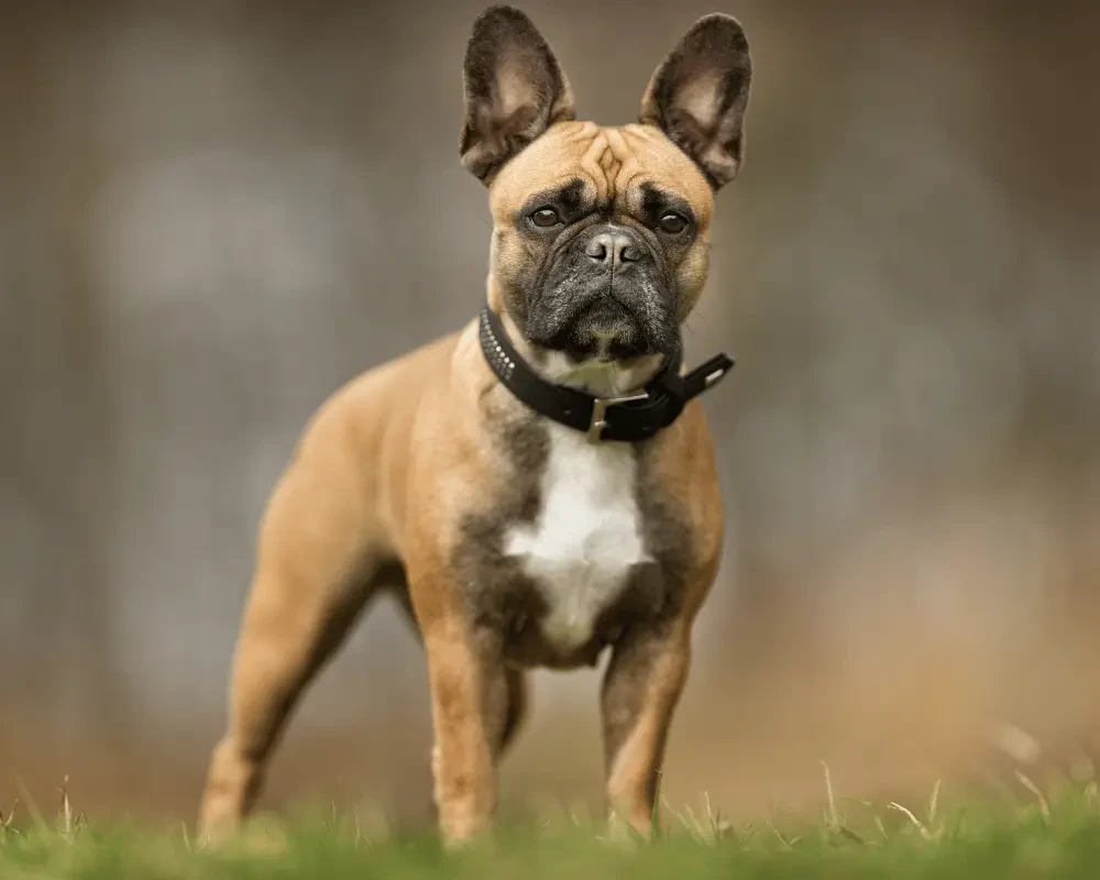 französische bulldogge in falb farben