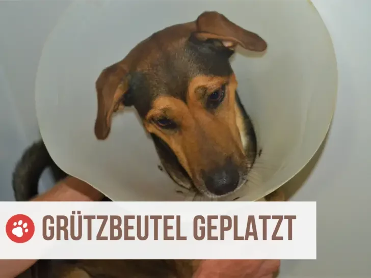 Grützbeutel beim Hund geplatzt: Das musst du jetzt tun!