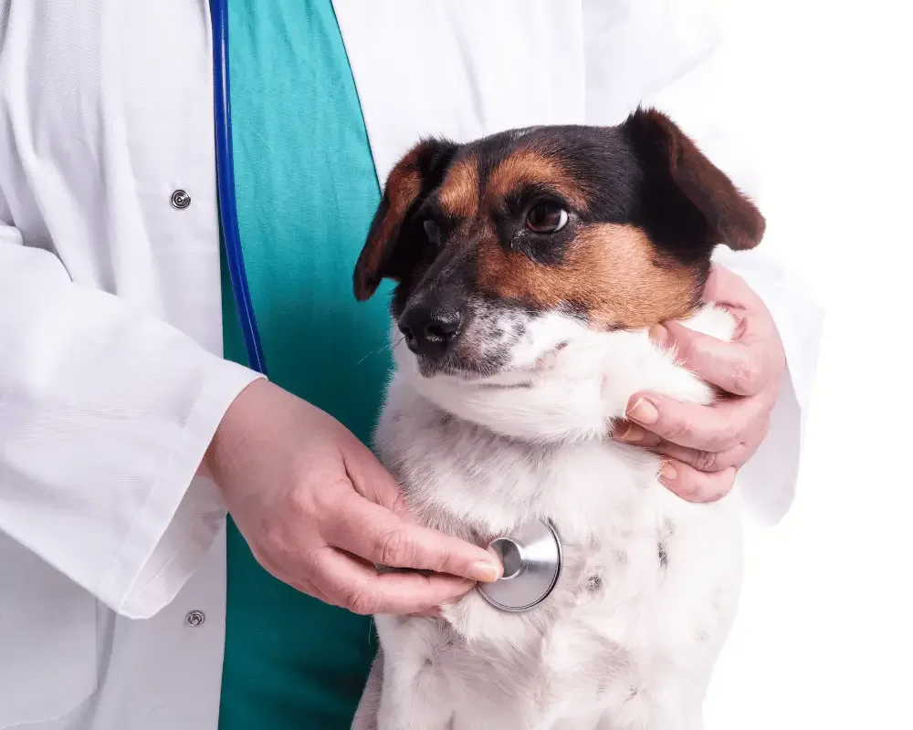 hund beim tierarzt