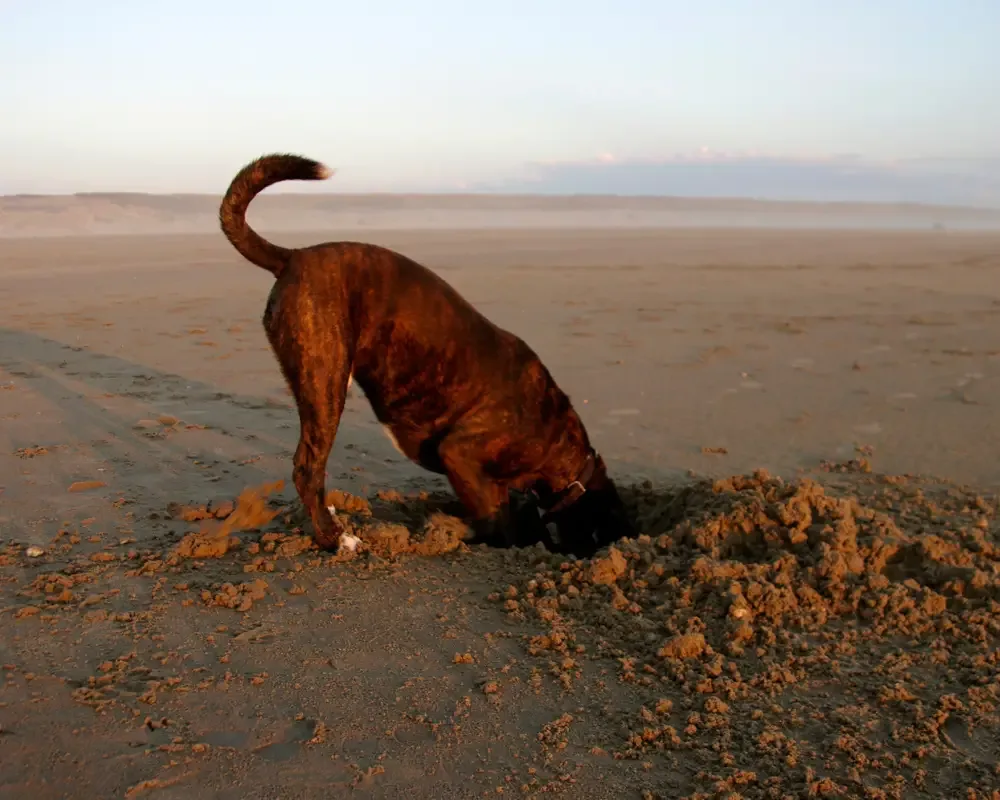 hund buddelt eifrig am strand ein loch
