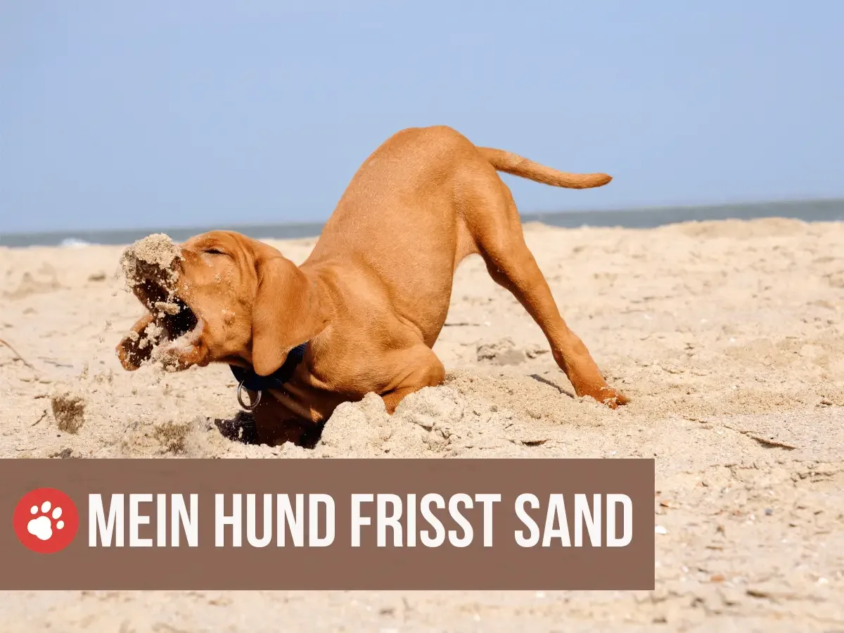 hund frisst sand
