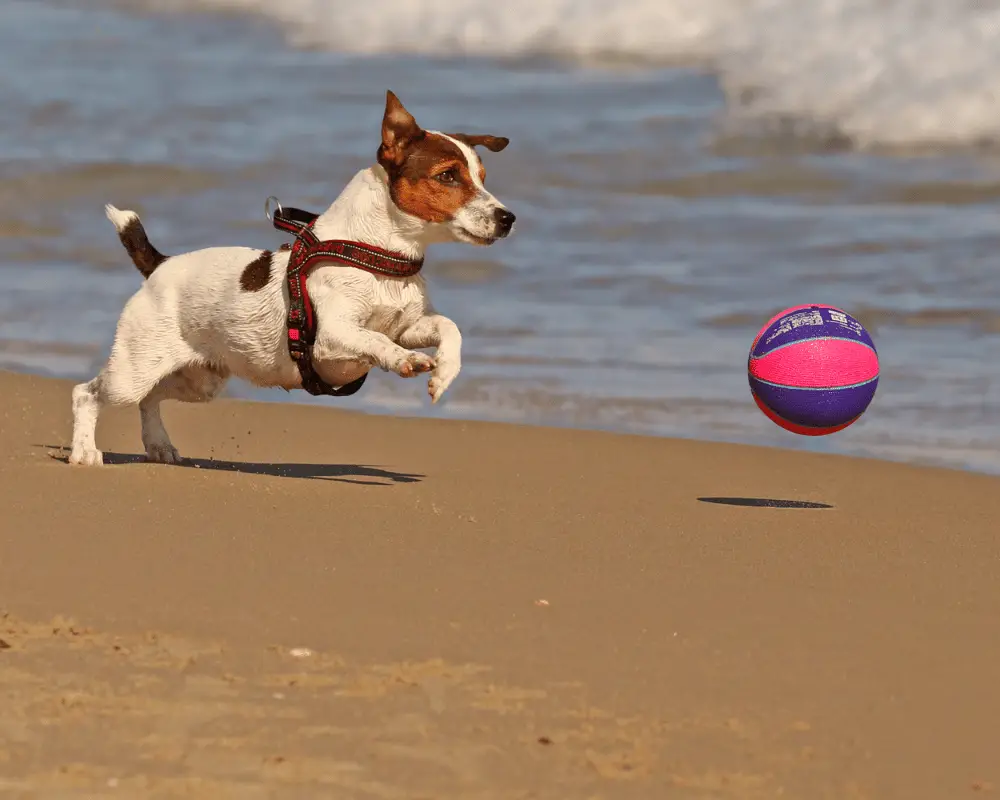 hund spielt am strand mit einem ball