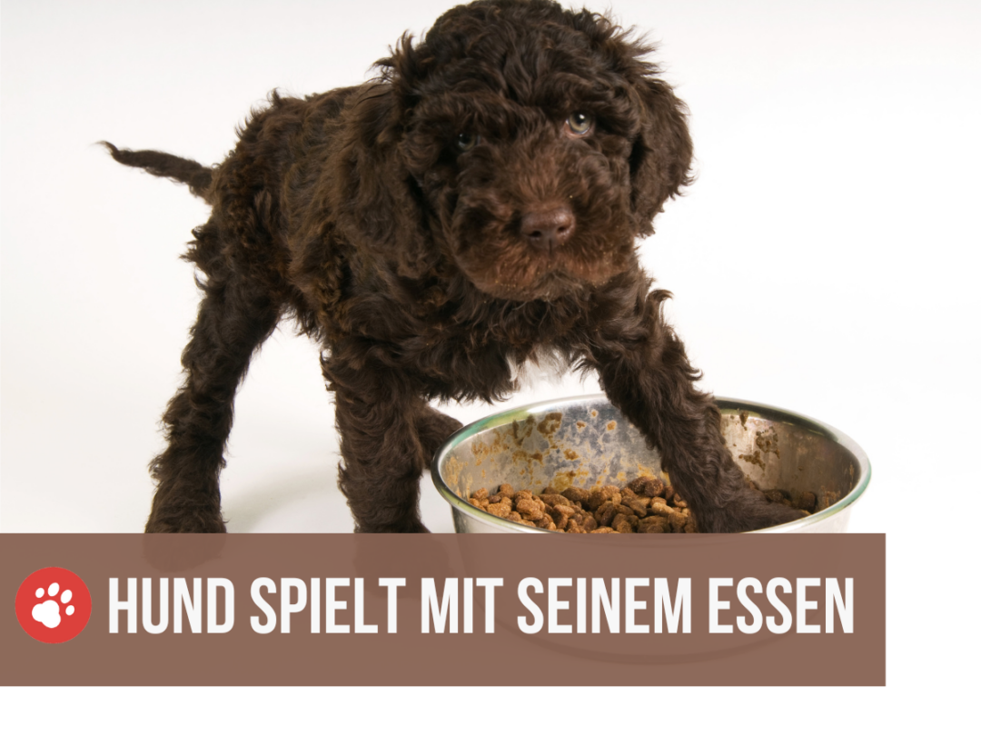 Mein Hund markiert in fremder Wohnung 5 Gründe und Tipps
