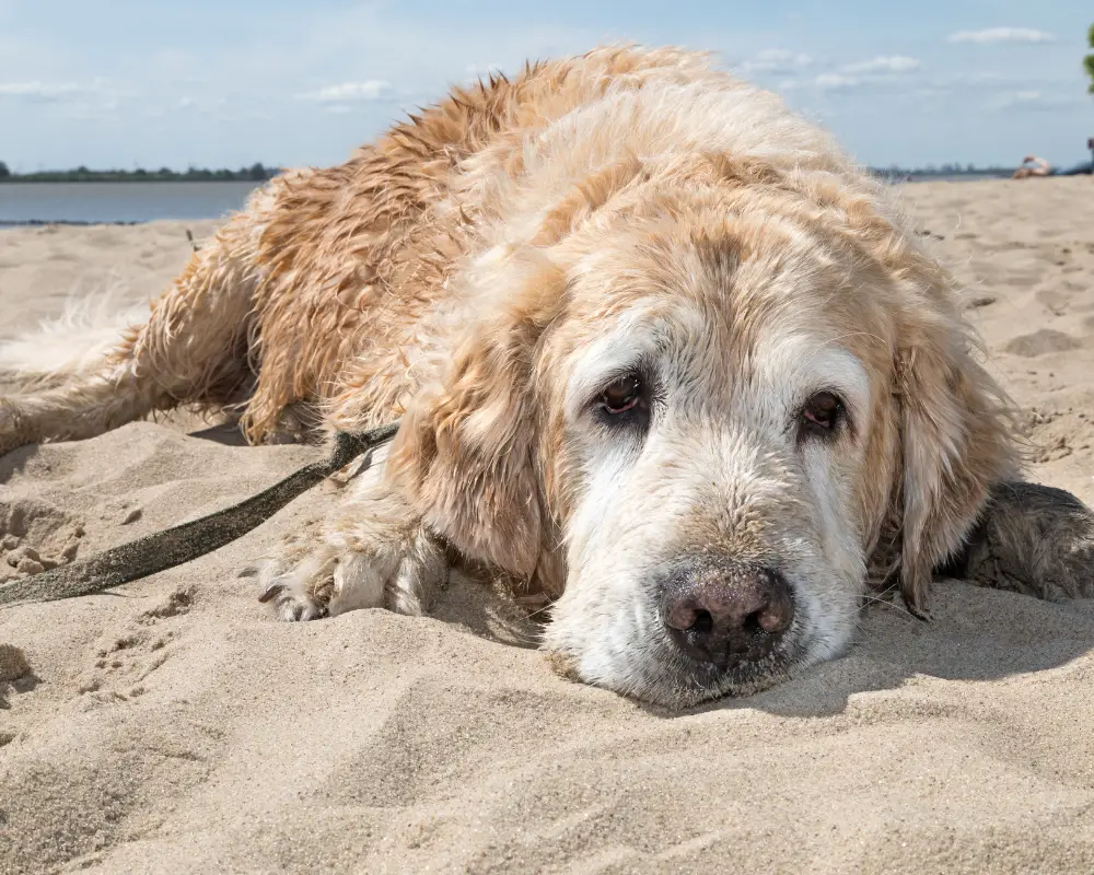 hund voller sand am strand