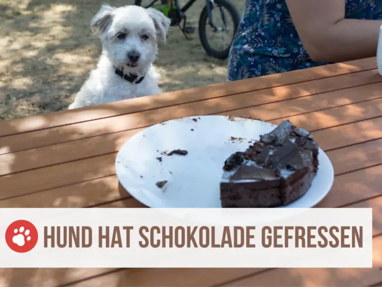 Schokoladen-Vergiftung beim Hund: mit Rechner und Tabelle