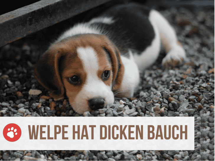 Welpe hat dicken Bauch: 5 Gründe & Ursachen