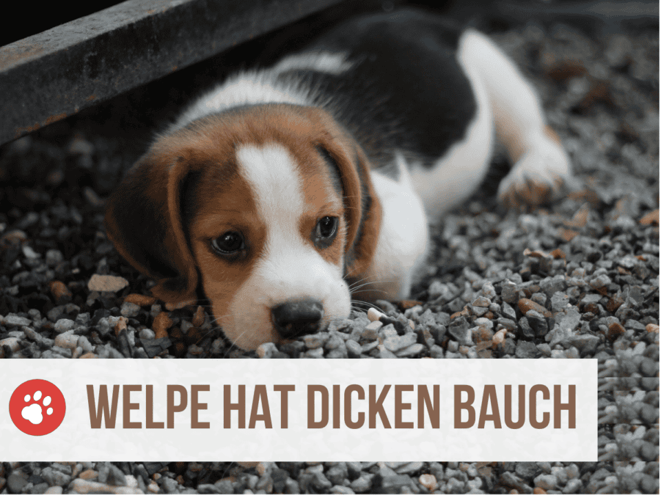 Warum Pinkelt Mein Hund Auf Seinen Schlafplatz Mein Hund pinkelt auf seinen Schlafplatz [6 Gründe & Lösungen]