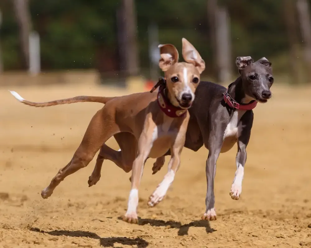 windhunde beim hunderennen