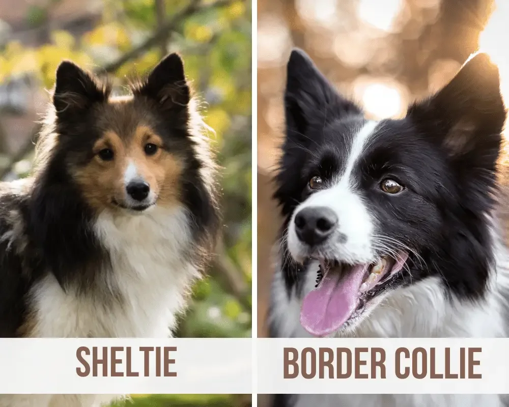 Border Collie Sheltie Mix