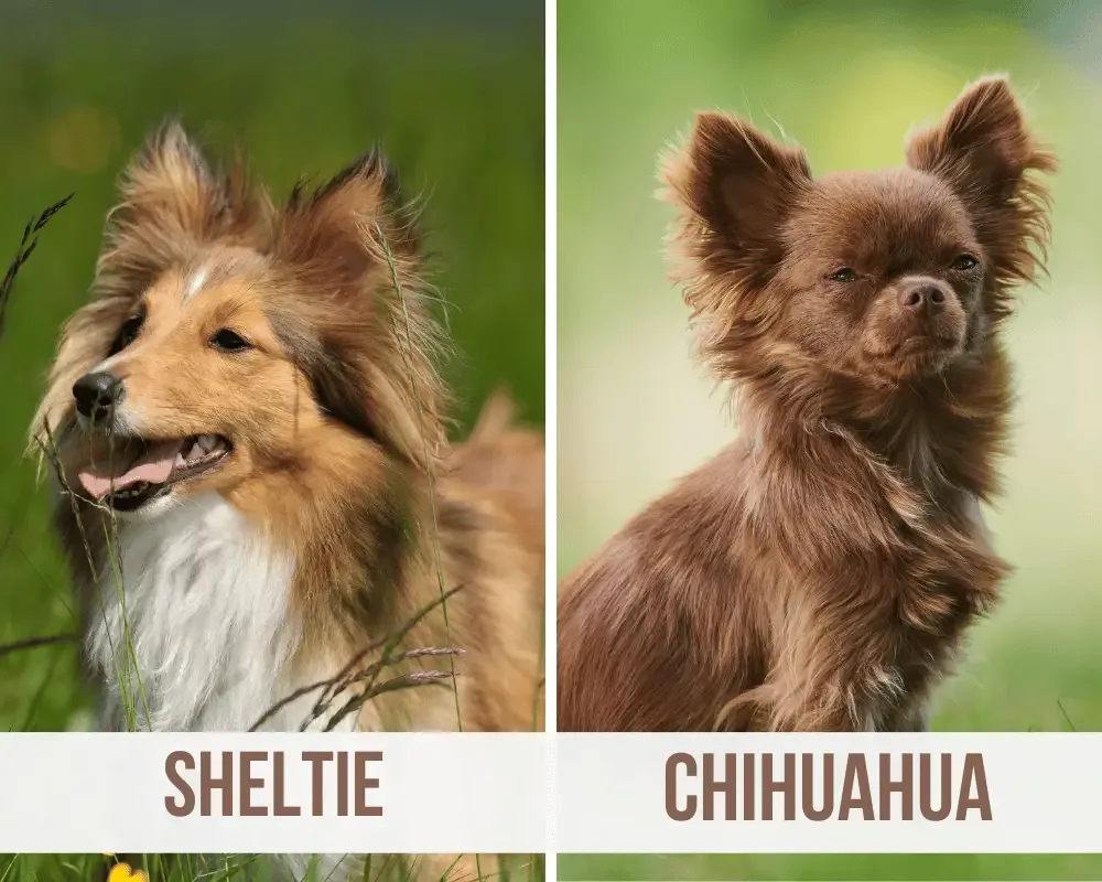 Sheltie Chihuahua Mix