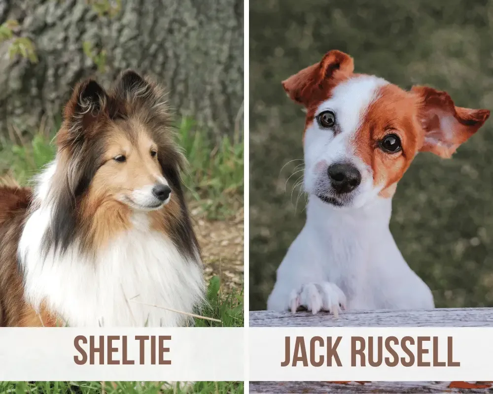 Sheltie Jack Russell Mix