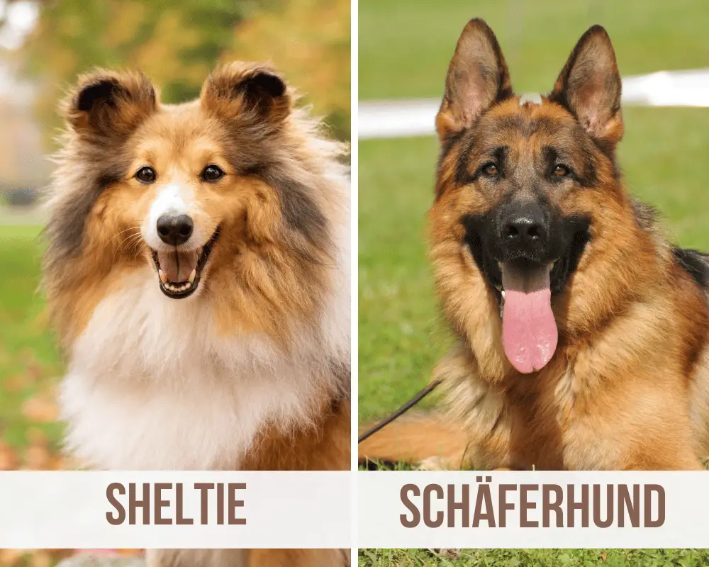 Sheltie Schäferhund Mix