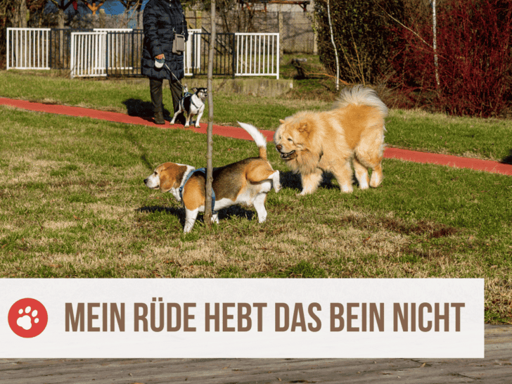 Dein Rüde hebt das Bein nicht? Auch bei Hunden gibt es Sitz- und Stehpinkler