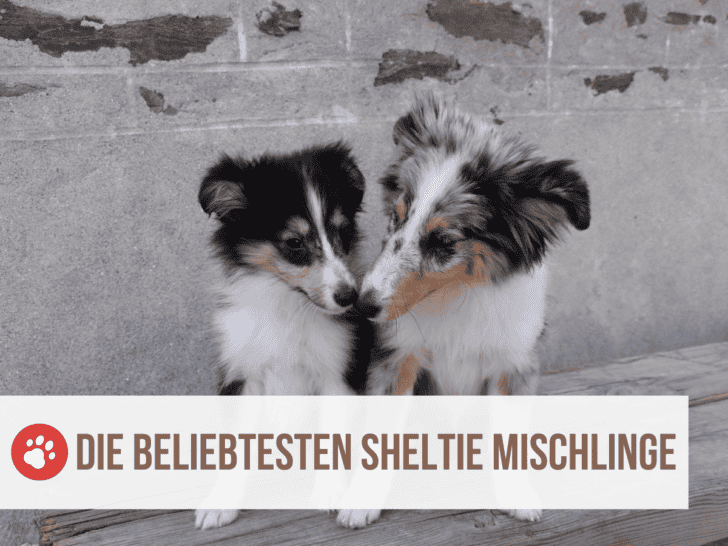 Sheltie Mix: Die 10 beliebtesten Sheltie Mischlinge [mit Bildern]