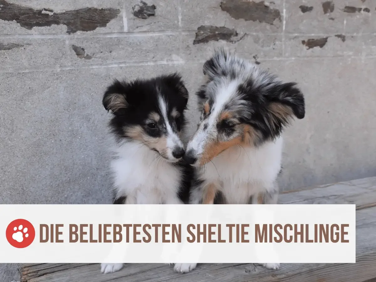 sheltie mix und sheltie mischlinge