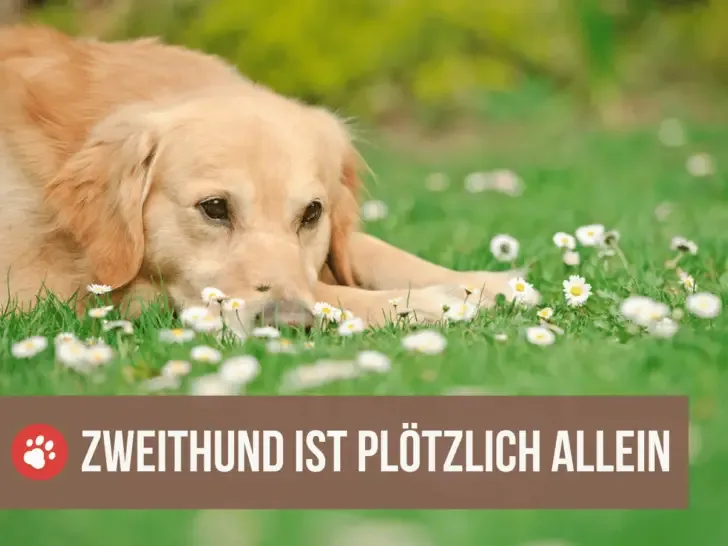 Zweithund plötzlich allein: Wie dein Hund um seinen Artgenossen trauert