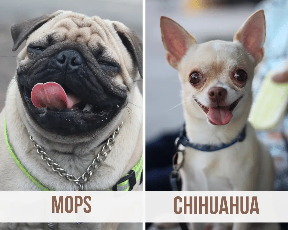 Chihuahua Mops Mix