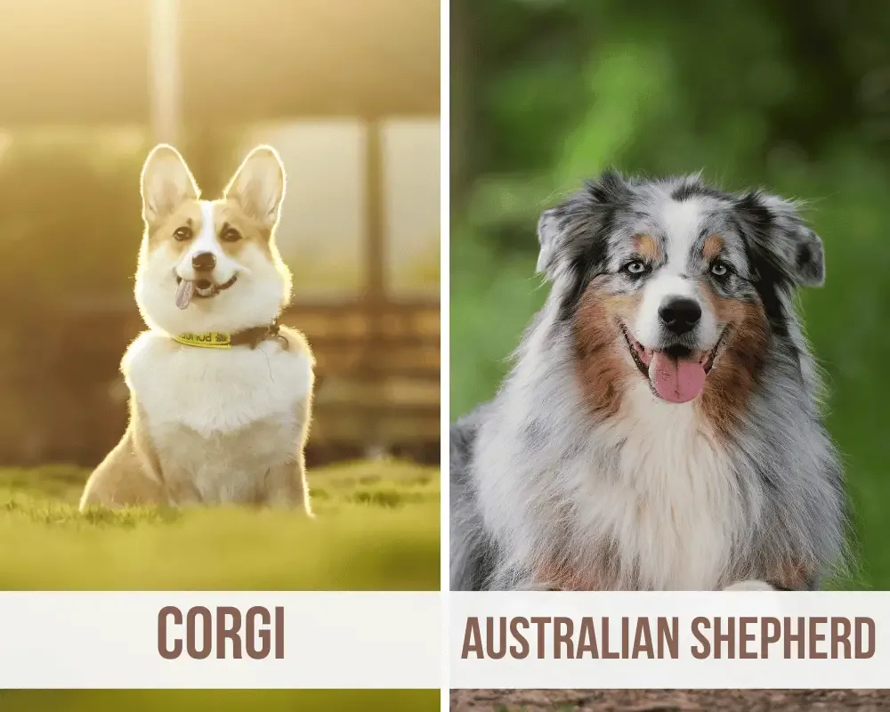 Corgi Australian Shepherd Mix
