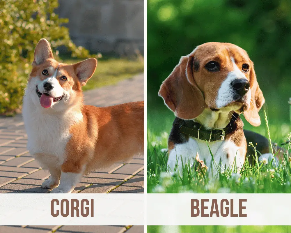 Corgi Beagle Mix