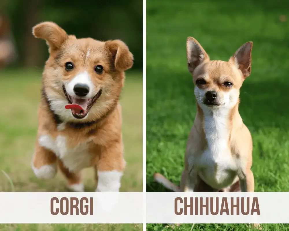Corgi Chihuahua Mix