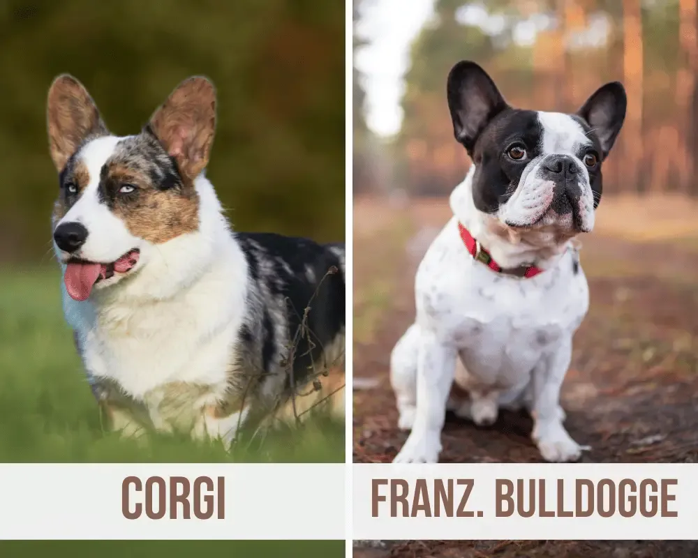 Corgi Französische Bulldogge Mix