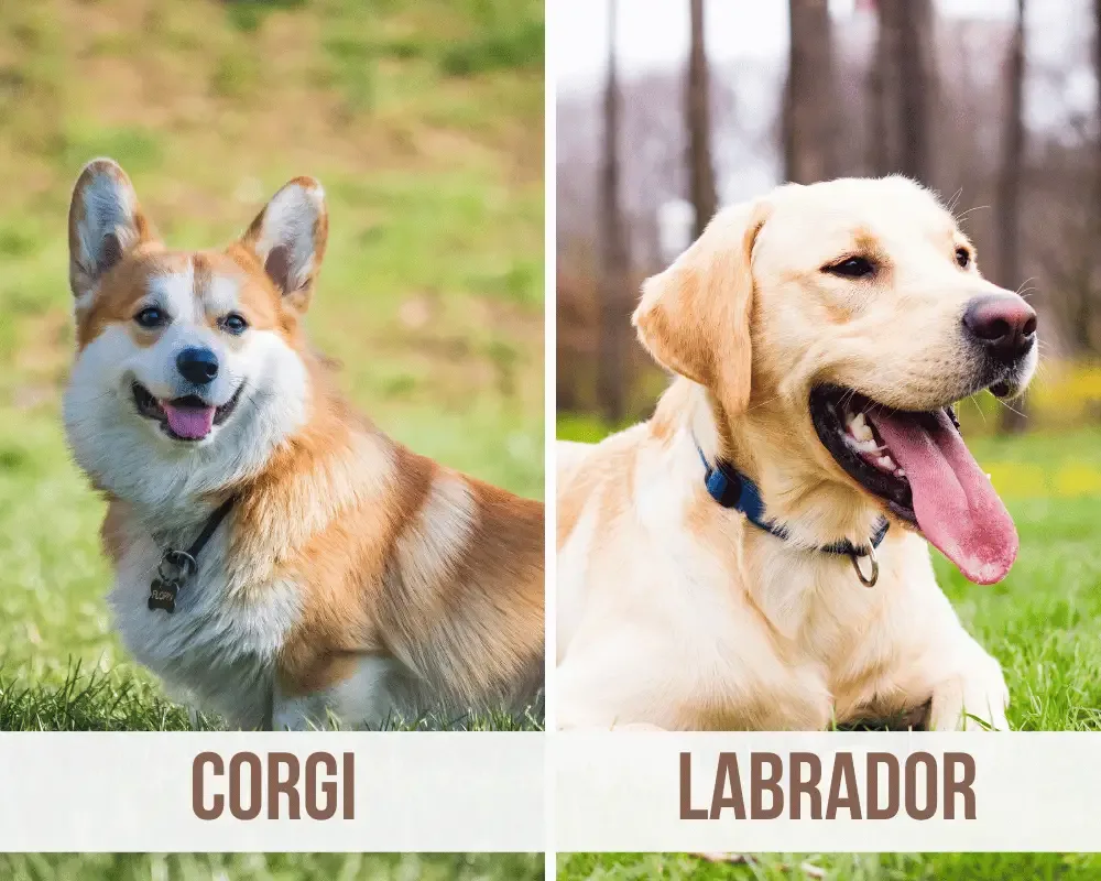 Corgi Labrador Mix