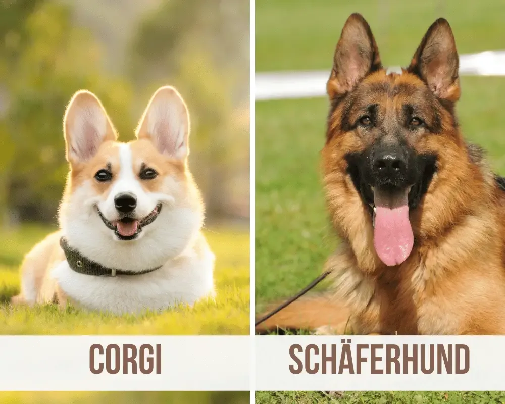 Corgi Schäferhund Mix