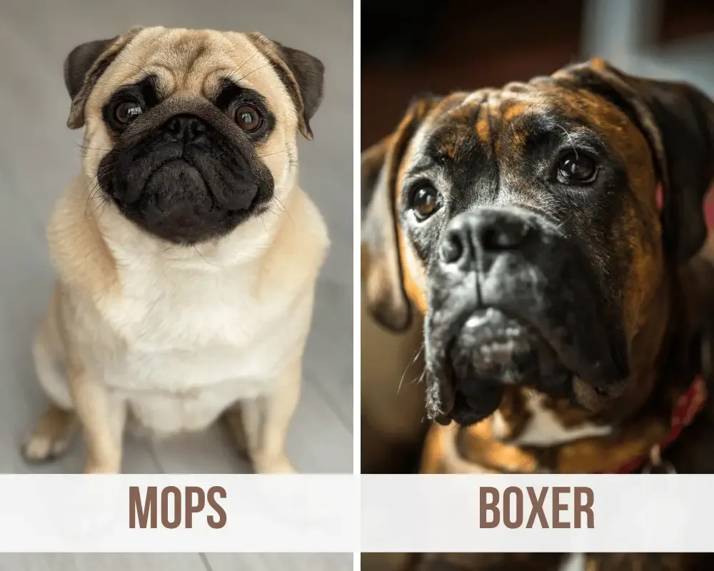 Mops Boxer Mix