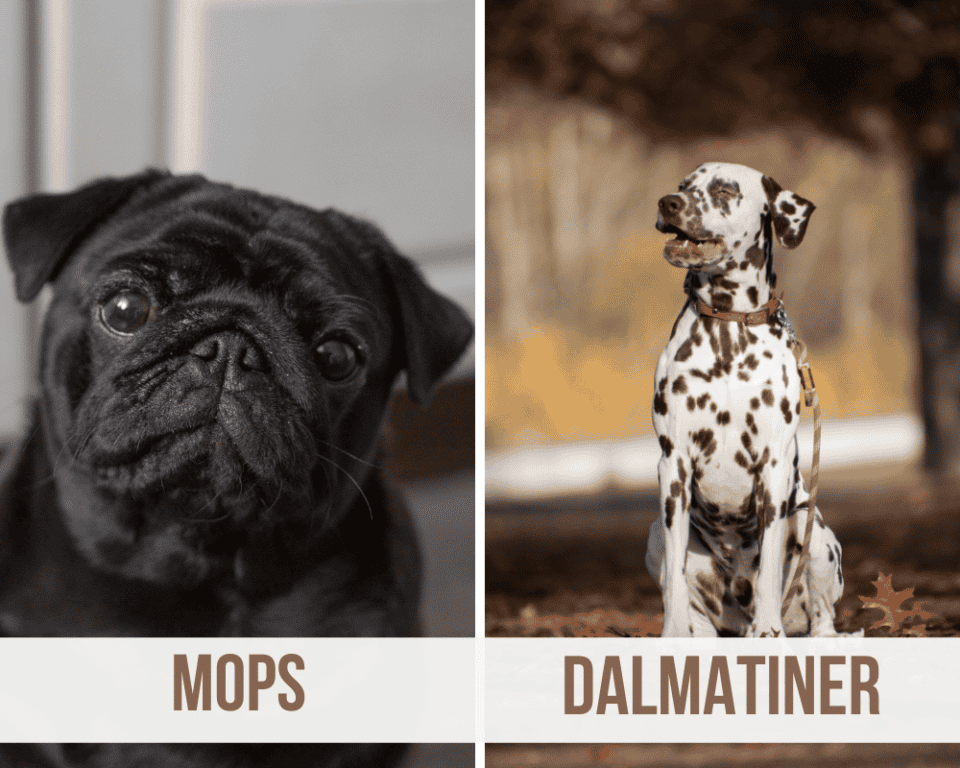 Mops Mischling: Die 18 beliebtesten Mops Mischling Arten [mit Bildern]