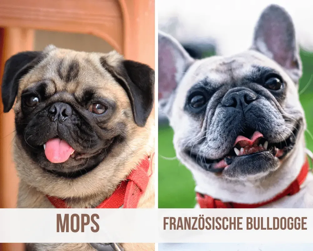 Mops Französische Bulldogge Mix