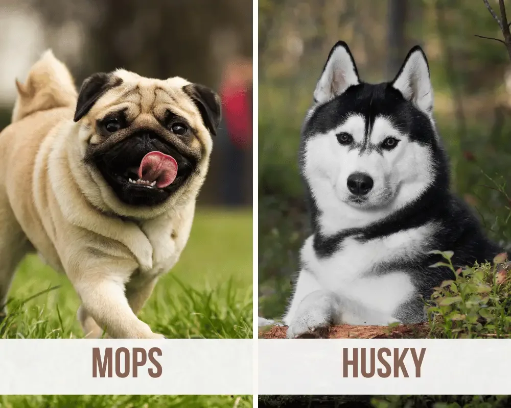 Mops Husky Mix
