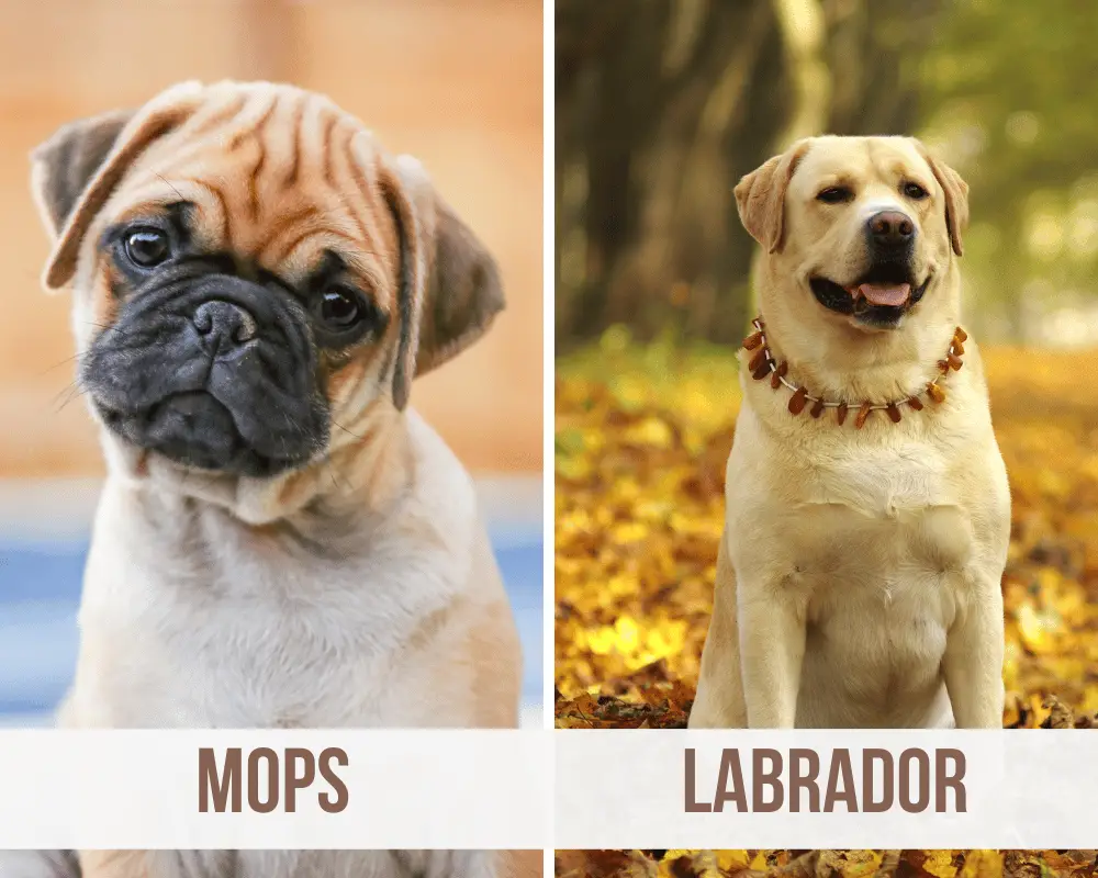 Mops Labrador Mix