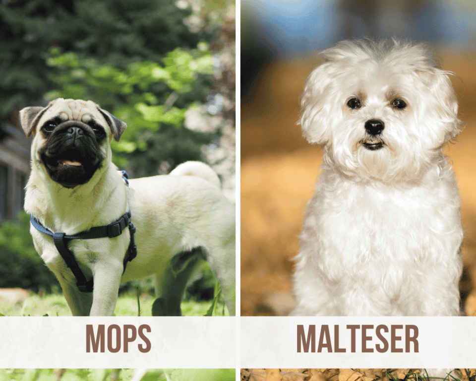 Mops Mischling: Die 18 beliebtesten Mops Mischling Arten [mit Bildern]