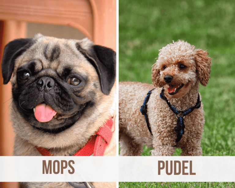 Mops Mischling: Die 18 beliebtesten Mops Mischling Arten [mit Bildern]