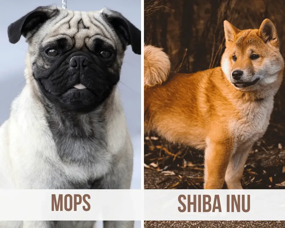 Mops Shiba Inu Mix