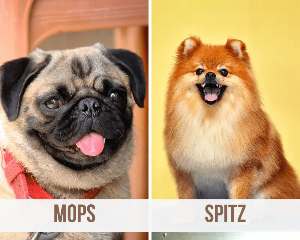 Mops Spitz Mix