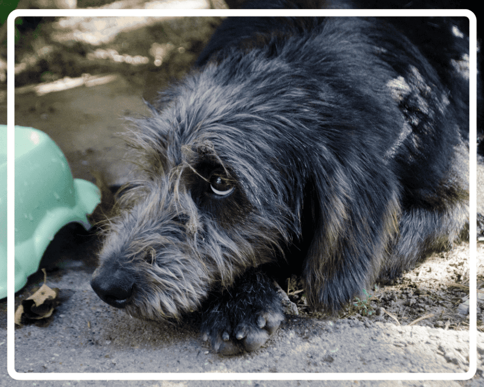 Spürt ein Hund, wenn er sterben muss? 4 Anzeichen eines sterbenden Hundes