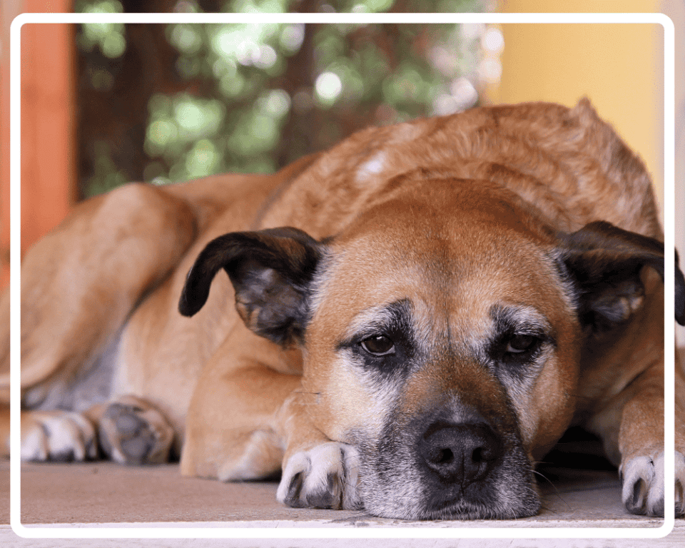 Spürt ein Hund, wenn er sterben muss? 4 Anzeichen eines sterbenden Hundes