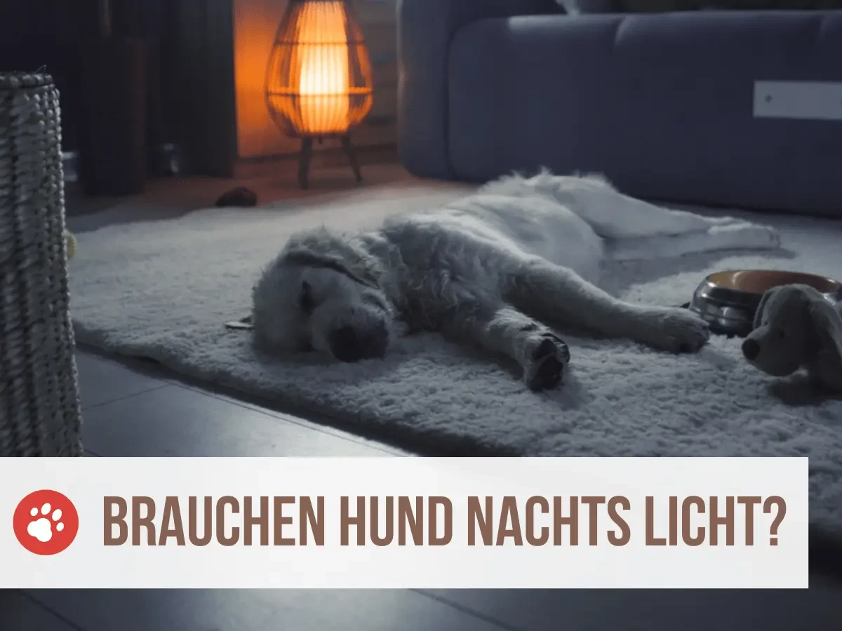 brauchen hunde nachts licht