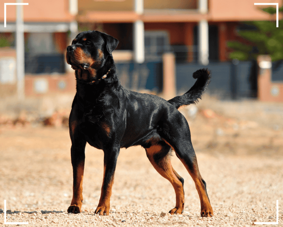 Die ideale Raumtemperatur für Hunde? Einfach erklärt!