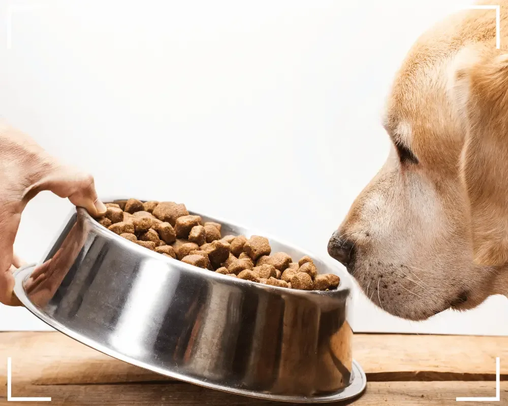 hund bekommt Trockenfutter zu fressen