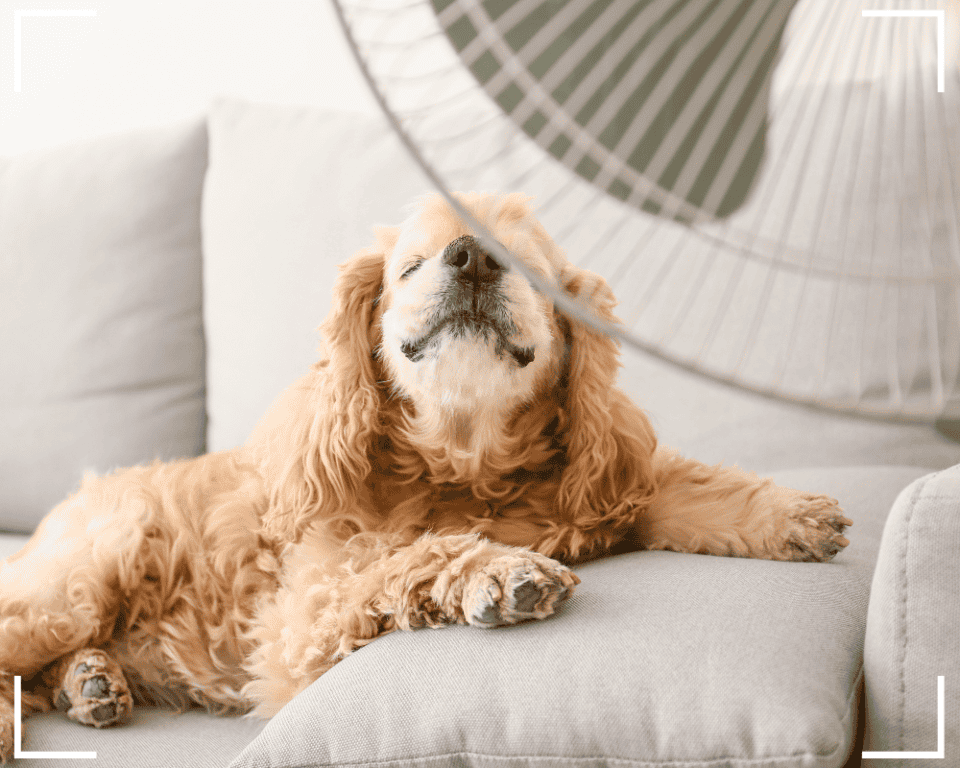 Die ideale Raumtemperatur für Hunde? Einfach erklärt!