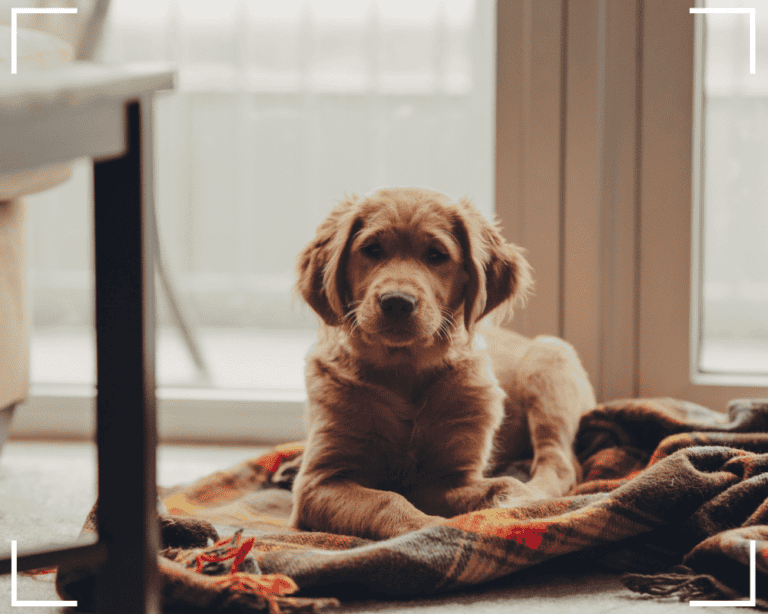 Die ideale Raumtemperatur für Hunde? Einfach erklärt!