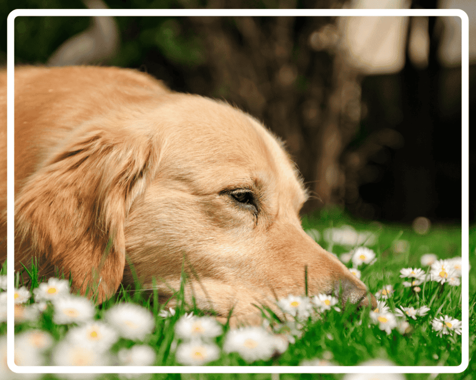 Wie Verhält Sich Ein Hund Wenn Er Stirbt Spürt ein Hund, wenn er sterben muss? 4 Anzeichen eines sterbenden Hundes