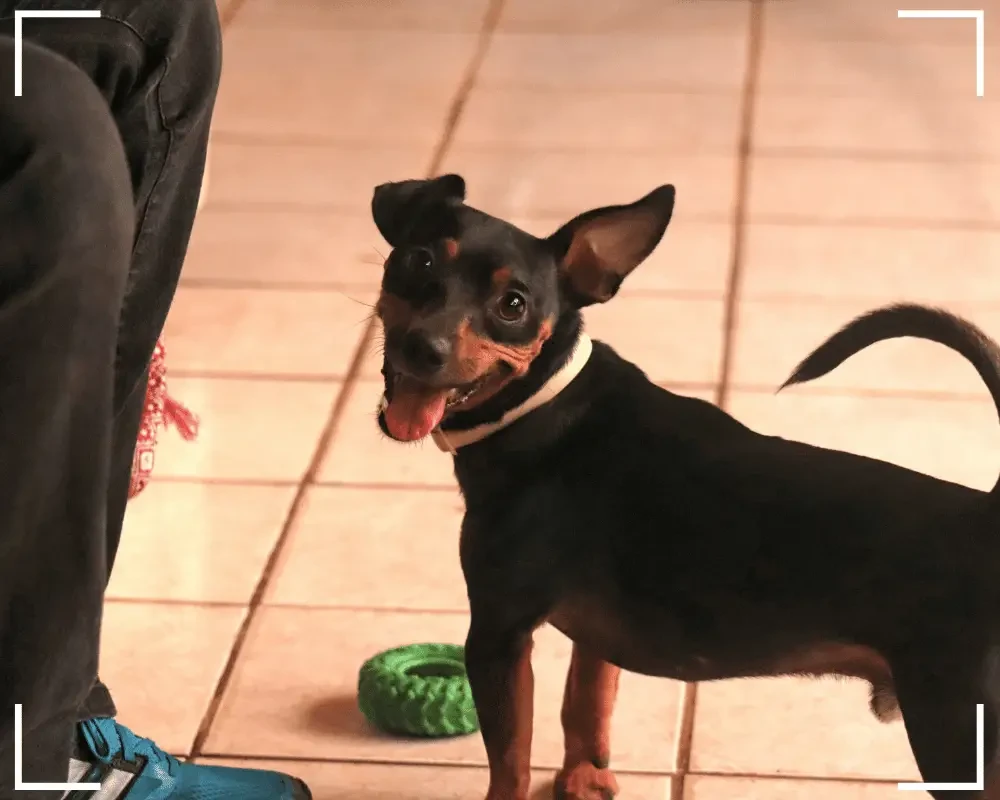 hund will spielen und wartet