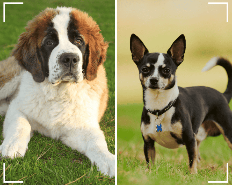 Die ideale Raumtemperatur für Hunde? Einfach erklärt!